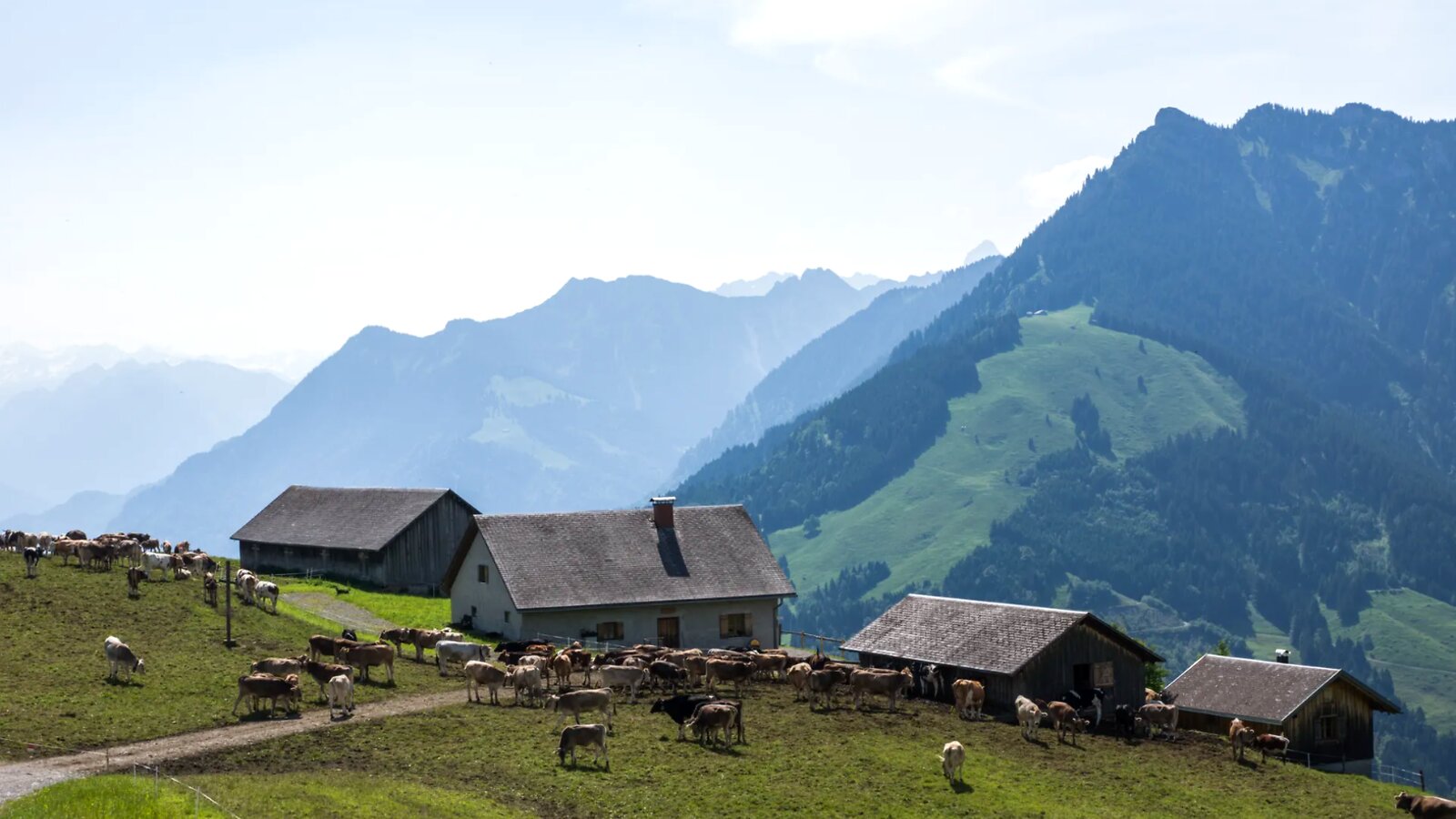Amerlugalpe – Alpsommer mit Bergpanorama